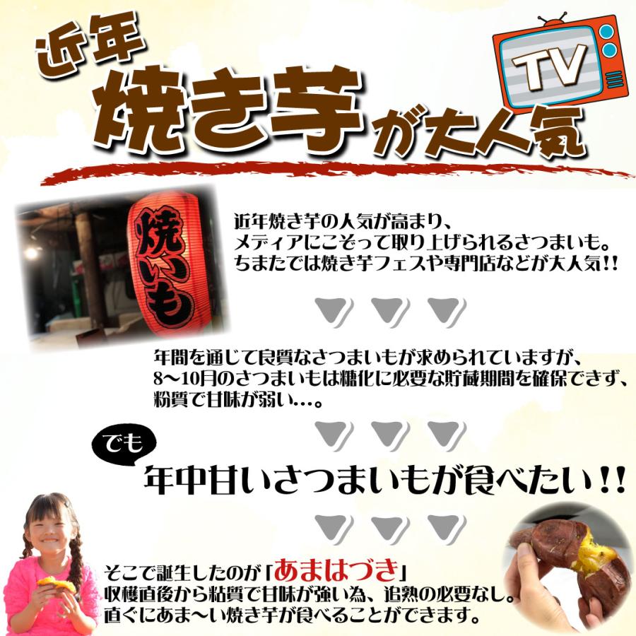イモヅル 芋づる バイオ苗あまはづきPVP50本 / さつまいもの苗