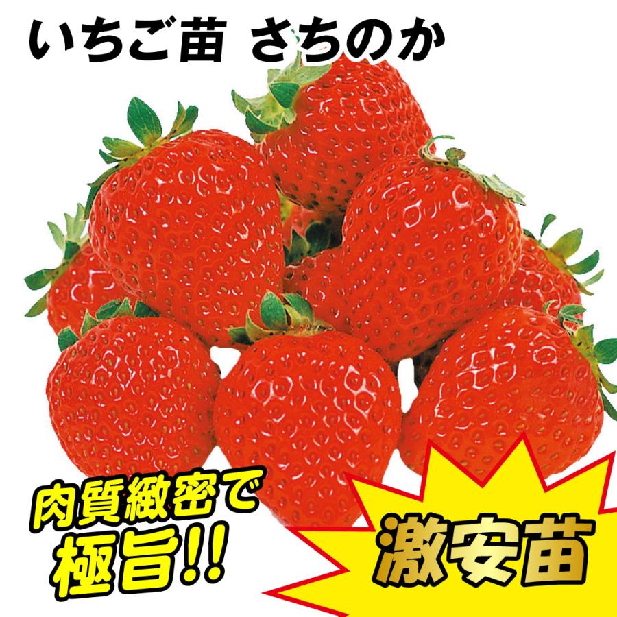 いちご苗 さちのか 5株 / イチゴ 苺 いちごの苗 イチゴの苗 苺の いちご苗 さちのか 5株 / イチゴ 苺 いちごの苗 イチゴの苗 苺の