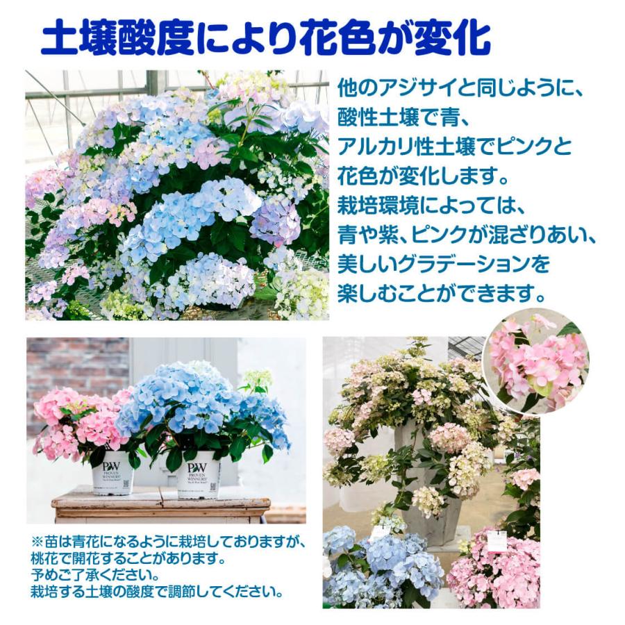 アジサイ 苗 苗木 ラグランジア(R) クリスタルヴェール2 品種 アジサイ 苗 苗木 ラグランジア(R) クリスタルヴェール2 品種
