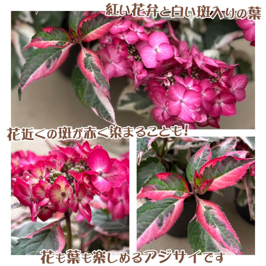 アジサイ 苗 苗木 プレミアムアジサイセット 2種2株 / 紫陽花 あじさい アジサイの苗木 アジサイの木 庭木 植木 花木苗 オーロラ スパイスＮＯ.２｜kokkaen｜03