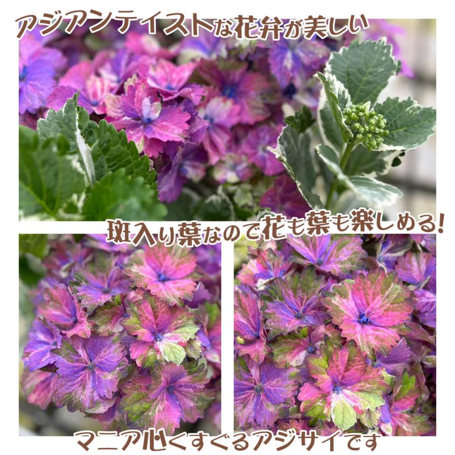 苗 苗木 プレミアムアジサイセット2種2株 / オーロラ スパイスNO 苗 苗木 プレミアムアジサイセット2種2株 / オーロラ スパイスNO