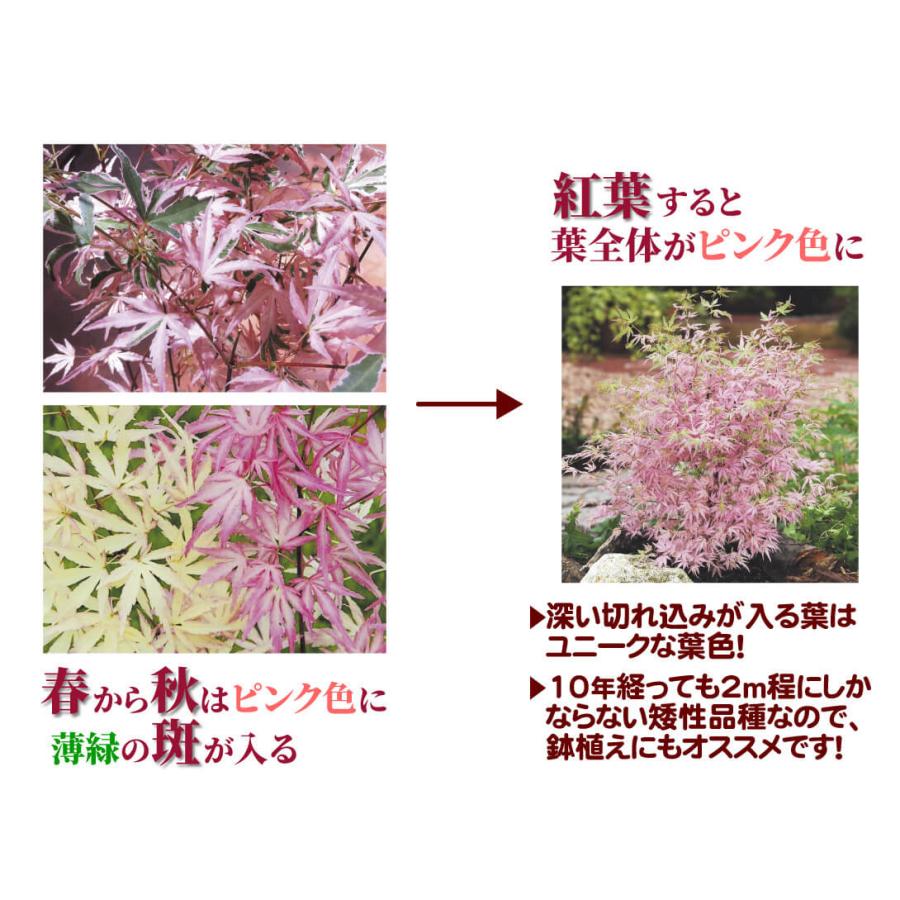 モミジ 苗 苗木 テイラー 1株 / 紅葉 もみじ モミジの苗木 モミジの木 落葉樹 庭木 植木 花木苗｜kokkaen｜03