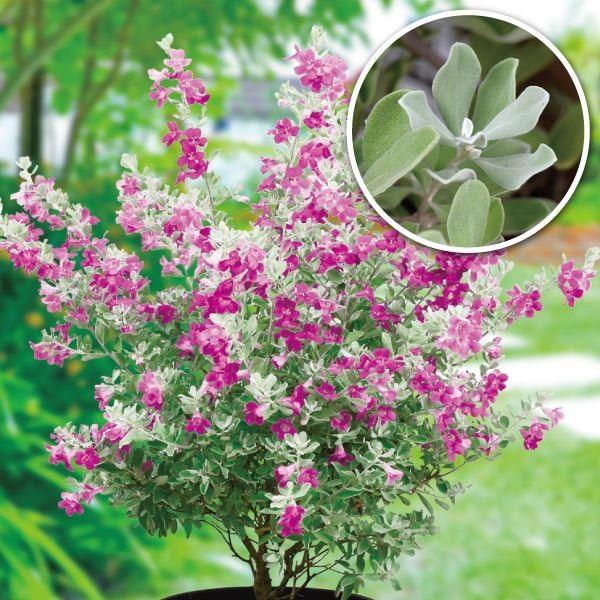 レウコフィラム 苗 2株 花木苗 国華園（Yahoo!・花と緑 国華園）