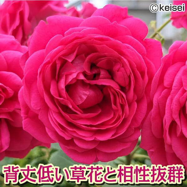 バラ苗 苗木 四季咲中輪 紅かさね 1株　品種登録出願準備中 / FL 薔薇 バラの苗木 バラの木 バラの花 庭木 植木 花木苗｜kokkaen｜04