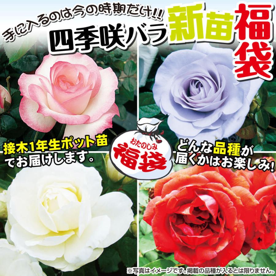 バラ苗 苗木 四季咲バラ新苗福袋（品種見計らい） 3株 / 薔薇 バラの苗木 バラの木 バラの花 庭木 植木 花木苗｜kokkaen｜03