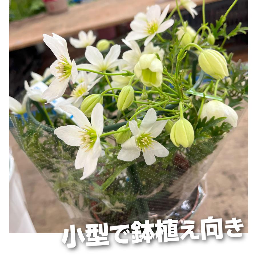 花苗 クレマチス カートマニージョー 2株 花の苗 : 花と緑 国華園