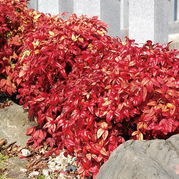 オタフクナンテン 苗 2株 花木苗 国華園（Yahoo!・花と緑 国華園）