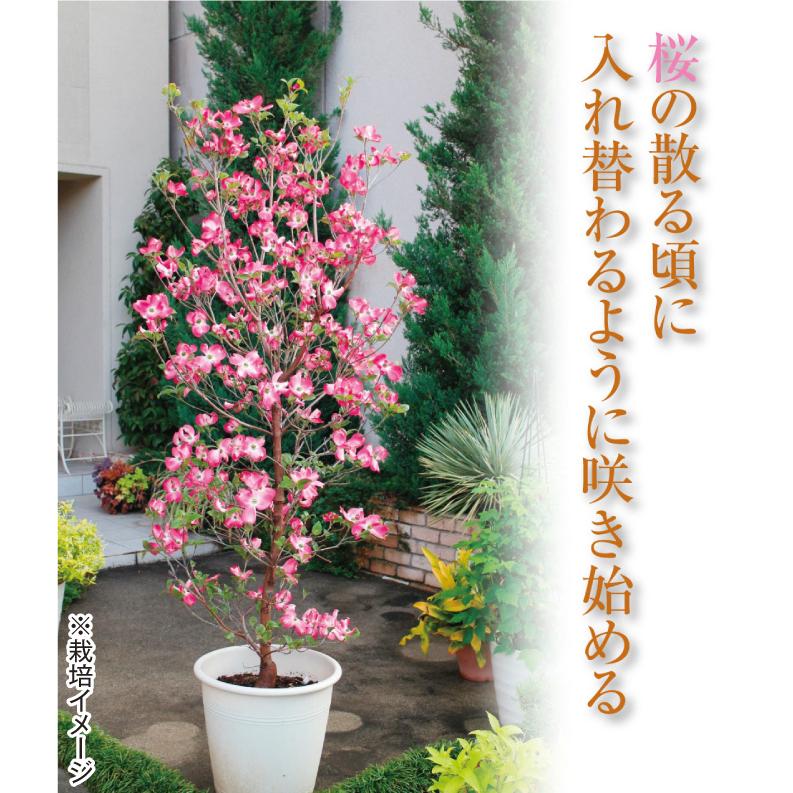 ハナミズキ 苗 苗木 レッドビューティー 1株 / 庭木 植木 花木苗 ハナミズキ 苗 苗木 レッドビューティー 1株 / 庭木 植木 花木苗