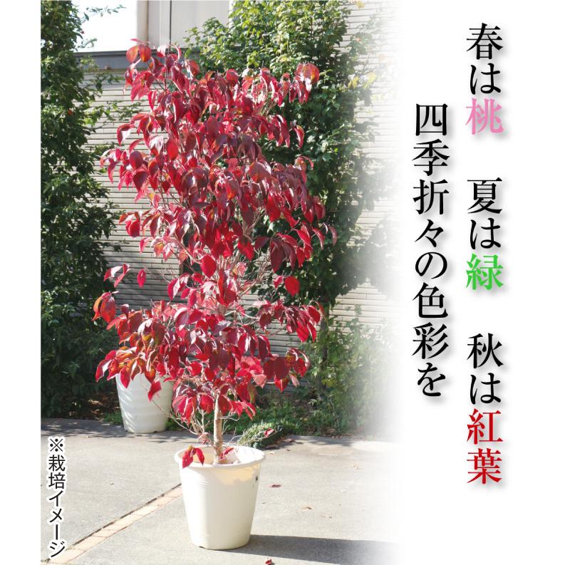 ハナミズキ 苗 苗木 レッドビューティー 1株 / 庭木 植木 花木苗 ハナミズキ 苗 苗木 レッドビューティー 1株 / 庭木 植木 花木苗
