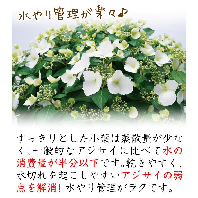 アジサイ 苗 苗木 ラグランジア3種セット 3種3株 紫陽花 アジサイの木 花木苗 送料込み [期間限定商品]｜kokkaen｜10