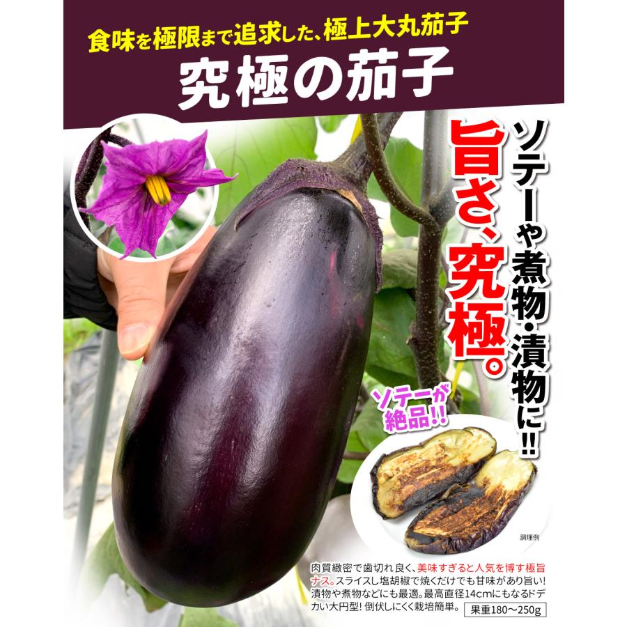 江華ページ(本人以外の購入は控えてください。) 接木野菜苗 大丸ナス 接木究極の茄子 2株 茄子 やさいなえ なえ 国華園