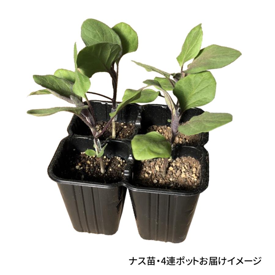 接木4連ポット野菜苗 中長ナス 接木4連F1千両二号 4株 茄子 せんりょう