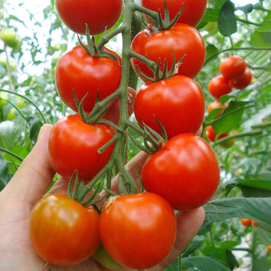 種 野菜たね 中玉トマト F1Mr浅野のけっさく（R）II 1袋（15粒） やさいの種 国華園（Yahoo!・花と緑 国華園）