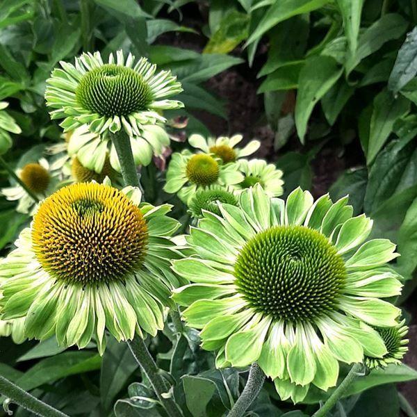 種 花たね エキナセア アランズプライド 1袋(15粒)（Yahoo!・花と緑 国華園）