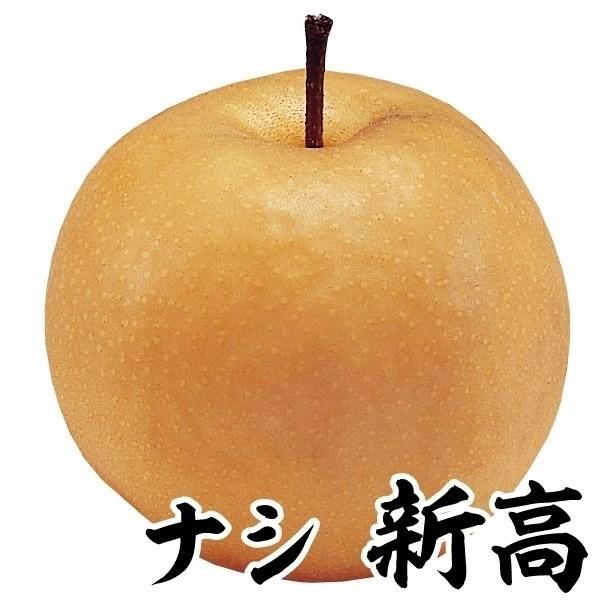 果樹苗 ナシ 新高 1株（Yahoo!・花と緑 国華園）