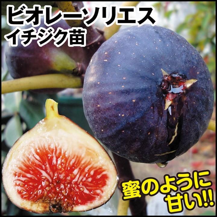 果樹苗 イチジク ビオレーソリエス1株（Yahoo!・花と緑 国華園）