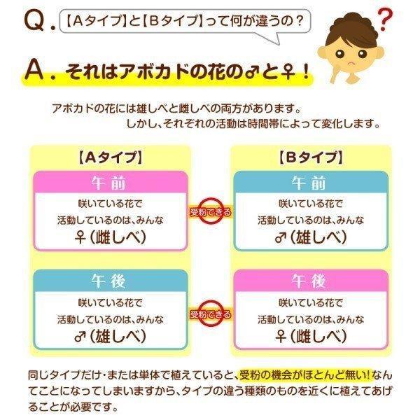 アボカド苗 コンパクトアボカドセット 2種2株 果樹苗｜kokkaen｜05