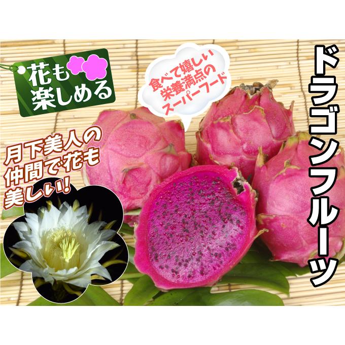 果樹苗 ドラゴンフルーツ 赤実 1株 : 花と緑 国華園 - 通販 果樹苗 ドラゴンフルーツ 赤実 1株 : 花と緑 国華園 - 通販