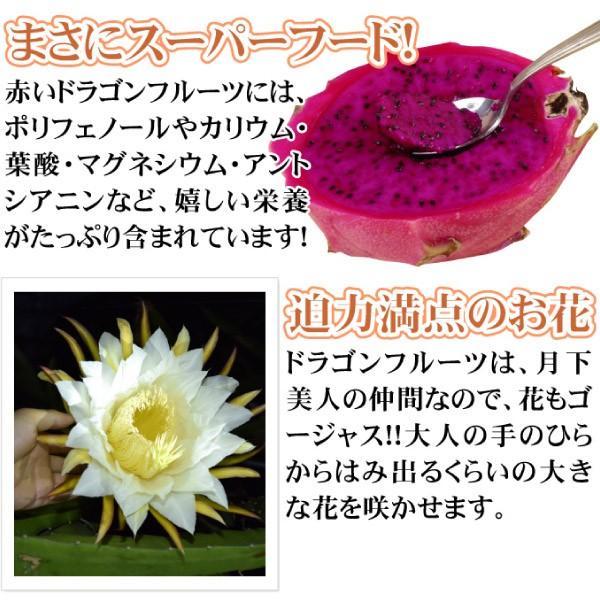 果樹苗 ドラゴンフルーツ 赤実 1株 : 花と緑 国華園 - 通販 果樹苗 ドラゴンフルーツ 赤実 1株 : 花と緑 国華園 - 通販