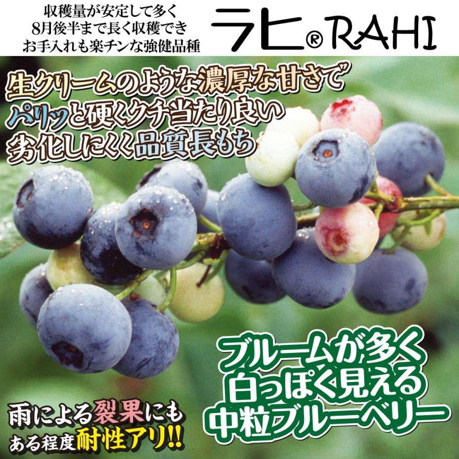 ブルーベリーラビットアイ系　11年生2本セット 楽天市場】ブルーベリー 『 ラビットアイ系 2品種 植え 』 8号