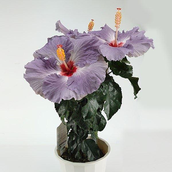 花木 大輪ハイビスカス デニムブルー 5号鉢 1株（Yahoo!・花と緑 国華園）