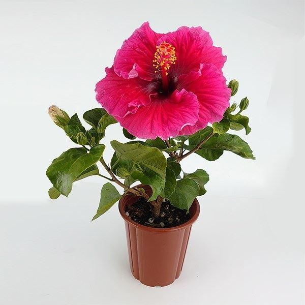花木 大輪ハイビスカス 濃桃系 5号鉢 1株（Yahoo!・花と緑 国華園）