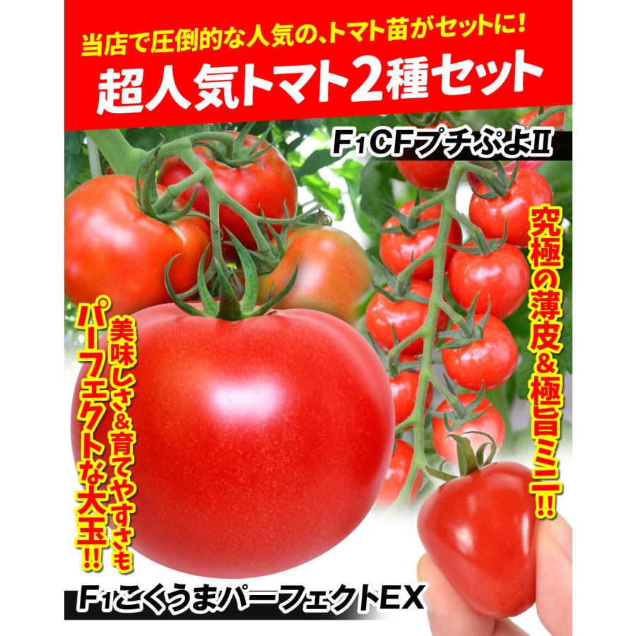 接木野菜苗 超人気トマトセット 2種4株 送料無料 期間限定特価｜kokkaen｜02