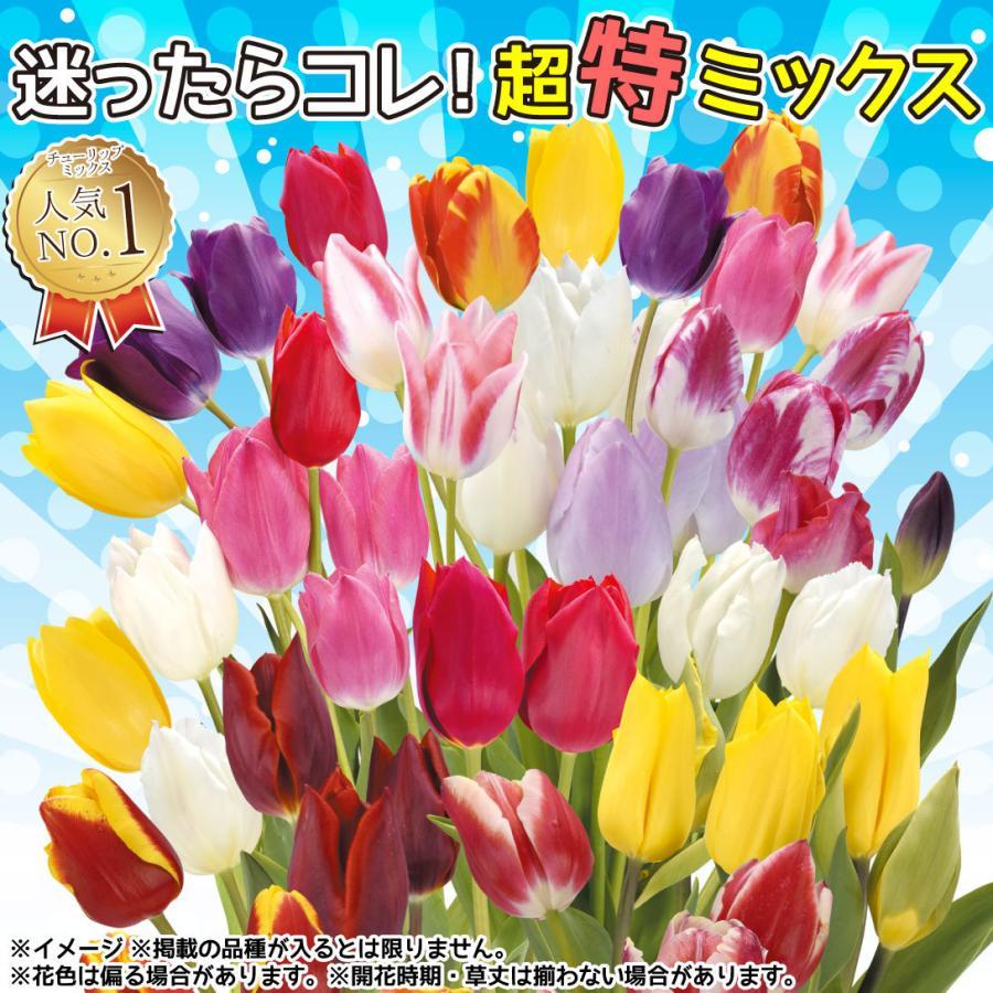 チューリップ 球根 5種ミックス (無選別) 100球 [セール特価 チューリップ 球根 5種ミックス (無選別) 100球 [セール特価