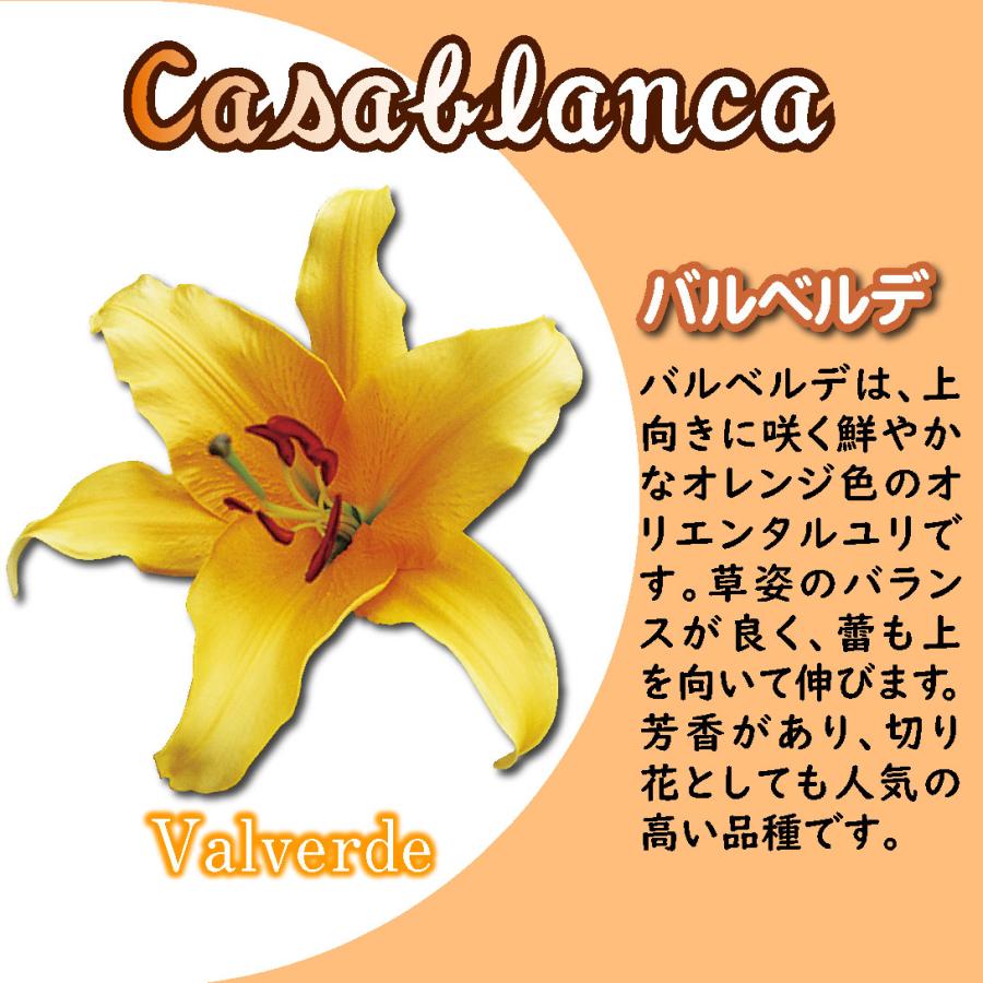国華園 ユリ 球根 花ユリ オリエンタルリリー 超特大球 オレンジ