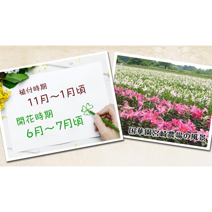 国華園 ユリ 球根 花ユリ オリエンタルリリー 超特大球 オレンジ