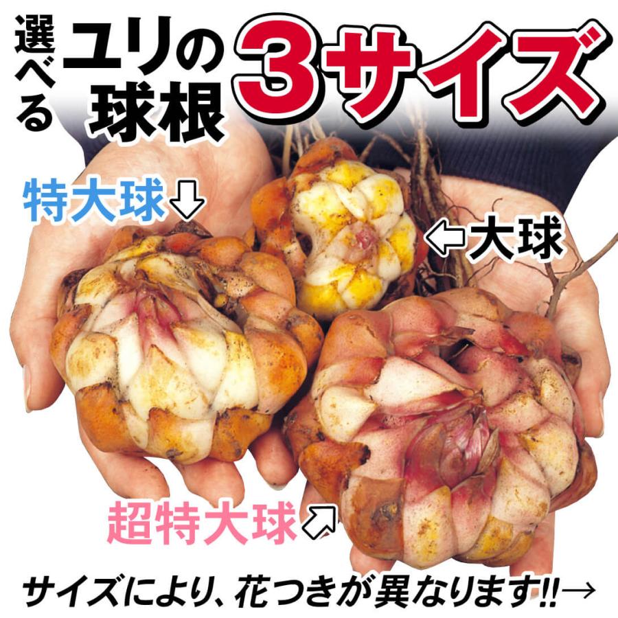 国華園 ユリ 球根 花ユリ オリエンタルリリー 超特大球 オレンジ