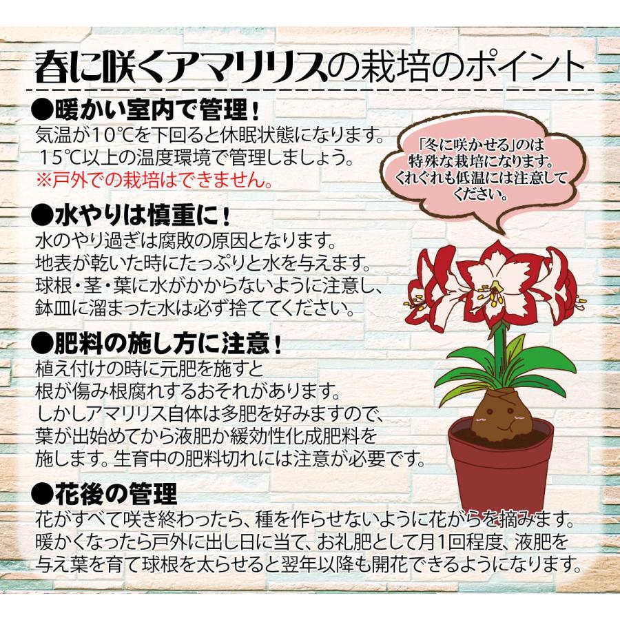 国華園 アマリリス 球根のみ 一重咲 アップルブロッサム 1球