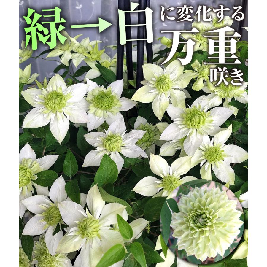 国華園 花苗 クレマチス 白万重 2株 / 花の苗 つる性植物多年草 : 花と