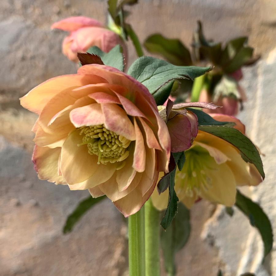 花苗 クリスマスローズ あんず小鞠 1株 / 花の苗 鉢植え向き 花壇向き