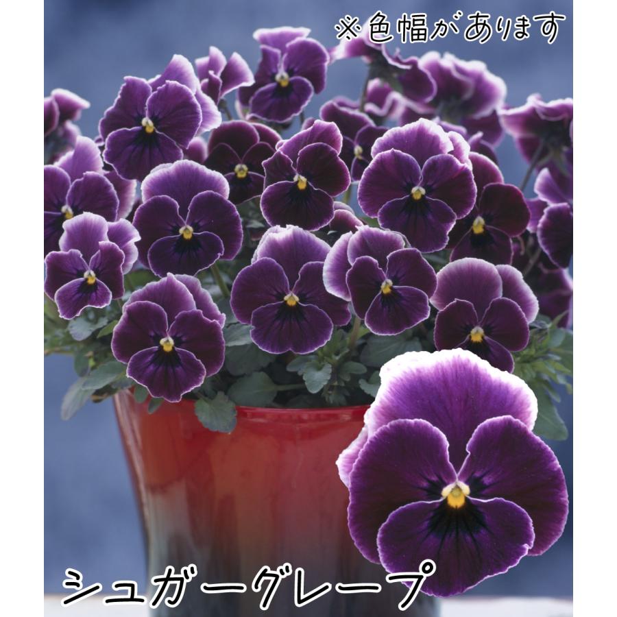 花苗 パンジー 冬咲くパンジーセット 4種12株 / 花の苗 パンビオ