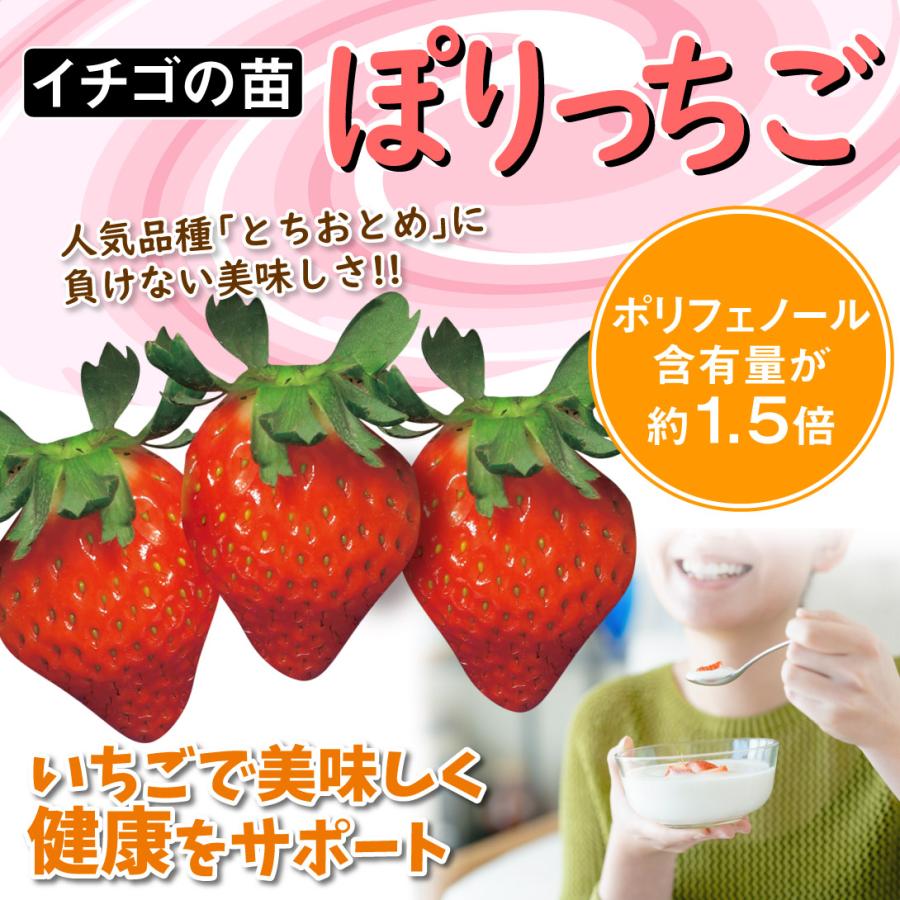 いちご苗　福王　３寸60個セット　　ポットまま発送　イチゴ苗 いちご苗 福王 3寸60個セット ポットまま発送 イチゴ苗 果菜