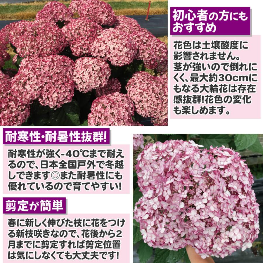 期間限定出品 アナベル大苗 ピンク ◎花茎全てカットしてお届け