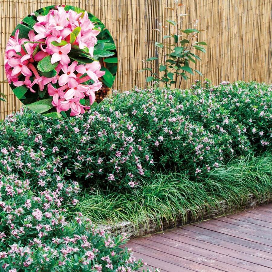 花木苗 四季咲き沈丁花 ピンクエターナルフレグランス 1株（Yahoo!・花と緑 国華園）