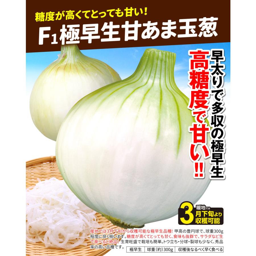 国華園 種 野菜たね タマネギ （極早生）F1極早生甘あま玉葱 1袋（3ml