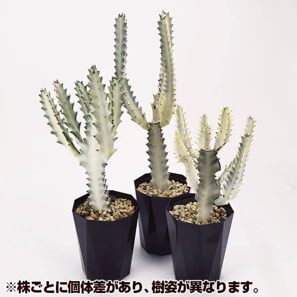 国華園 多肉植物 ユーフォルビア ホワイトゴースト 枝付き 1株 : 花と