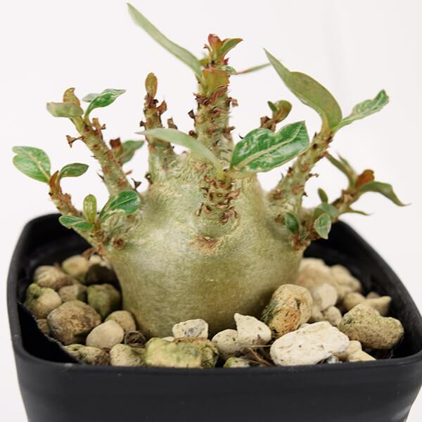 アデニウム ポット苗 ゴッチモンスター 1株 多肉植物 砂漠のバラ アデニウム ポット苗 ゴッチモンスター 1株 多肉植物 砂漠のバラ