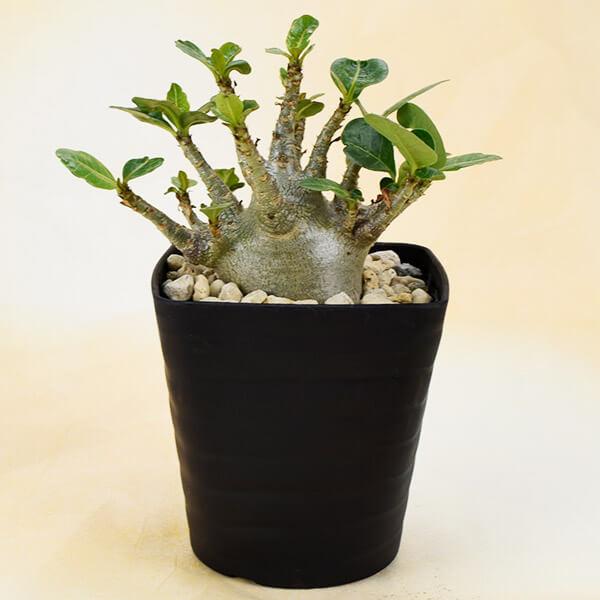 アデニウム ポット苗 ゴッチモンスター 1株 多肉植物 砂漠のバラ アデニウム ポット苗 ゴッチモンスター 1株 多肉植物 砂漠のバラ