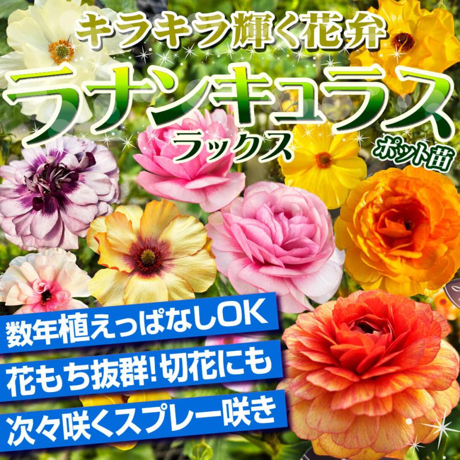 ラナンキュラス 苗 ラックス ピュタロスPVP 1株 ポット植え球根