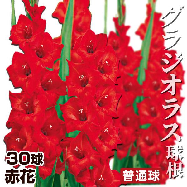 グラジオラス 球根 赤花 普通球(球周約8cm) 30球 グラジオラスの球根 春植え球根（Yahoo!・花と緑 国華園）