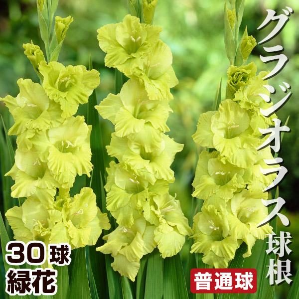 国華園 グラジオラス 球根 緑花 普通球(球周約8cm) 30球 グラジオラスの球根 春植え球根（Yahoo!・花と緑 国華園）