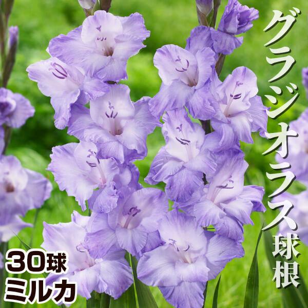 グラジオラス 球根 ミルカ 40球 グラジオラスの球根 春植え球根（Yahoo!・花と緑 国華園）
