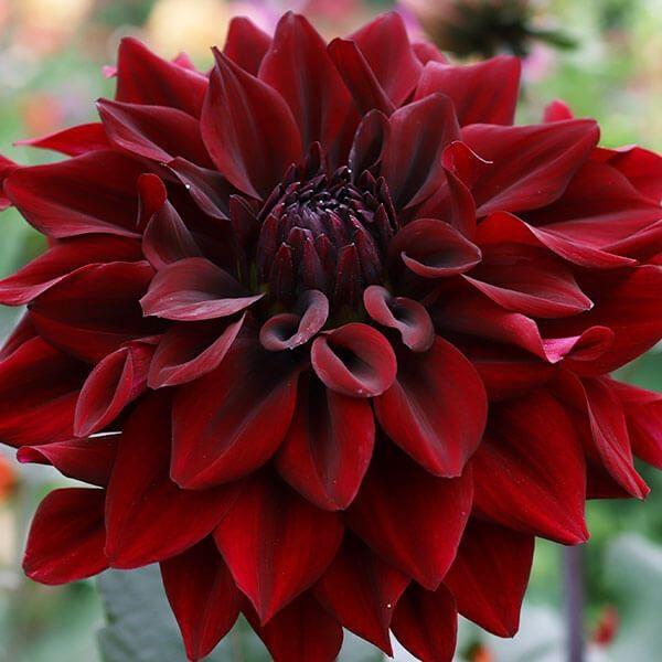 ダリア 球根 夜風 (中大輪) 1球 ダリアの球根 ダリアの花 春植え球根（Yahoo!・花と緑 国華園）