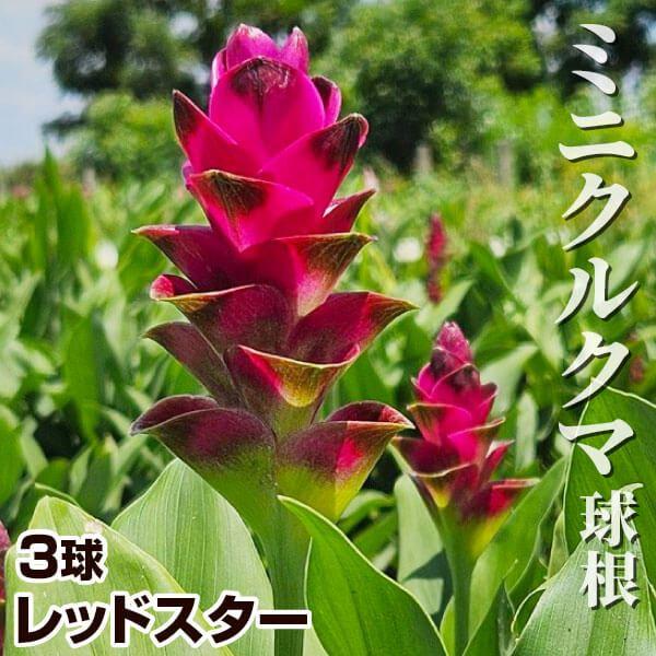 ミニクルクマ 球根 レッドスター 3球 クルクマの球根 春植え球根（Yahoo!・花と緑 国華園）
