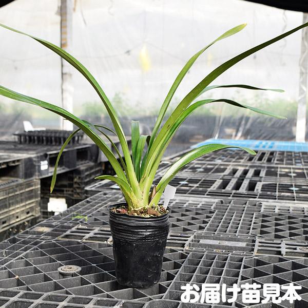 ラン フォアゴットンフルーツ 1本立ち 2株 花芽つき 蜜蜂誘引蘭 ラン フォアゴットンフルーツ 1本立ち 2株 花芽つき 蜜蜂誘引蘭