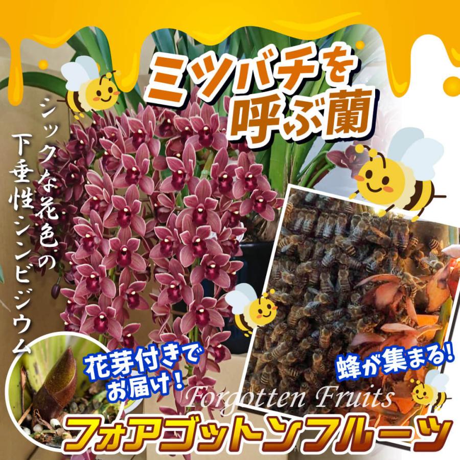 ラン フォアゴットンフルーツ 1本立ち 2株 花芽つき 蜜蜂誘引蘭 ラン フォアゴットンフルーツ 1本立ち 2株 花芽つき 蜜蜂誘引蘭